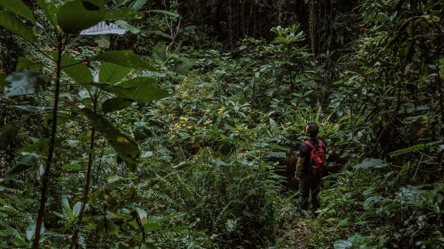 Randonnée en forêt à Lifou, Îles Loyauté de Nouvelle-Calédonie.