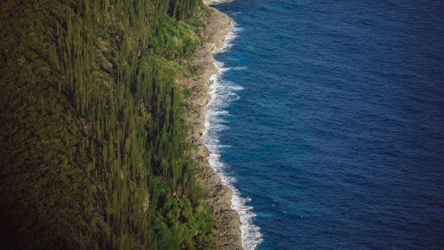 Vue aérienne sur les pins colonnaires et le lagon de Lifou, Îles Loyauté de Nouvelle-Calédonie.