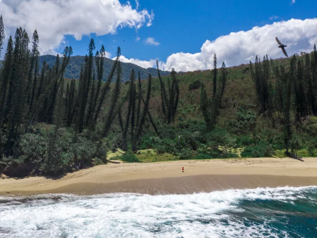 Plage et pins colonnaires de la Baie des Tortues à Bourail