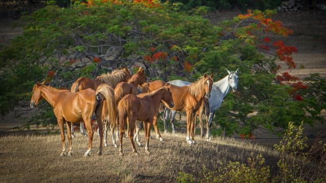 Wild horses of the West Coast