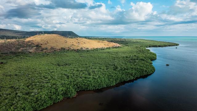 La mangrove d'Oundjo à Voh