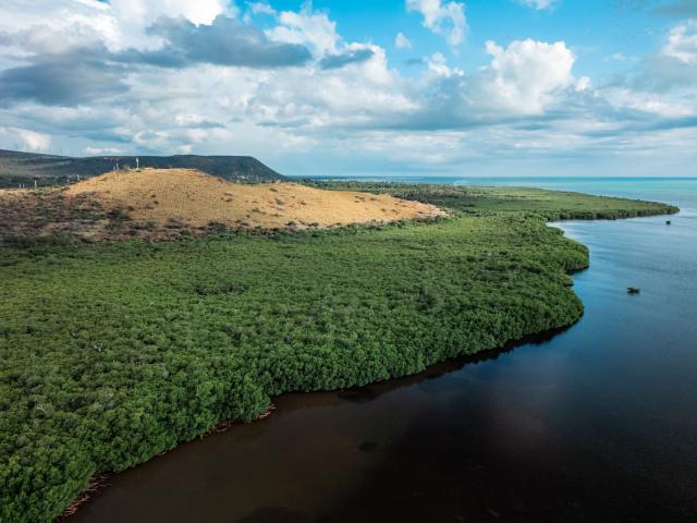 La mangrove d'Oundjo à Voh