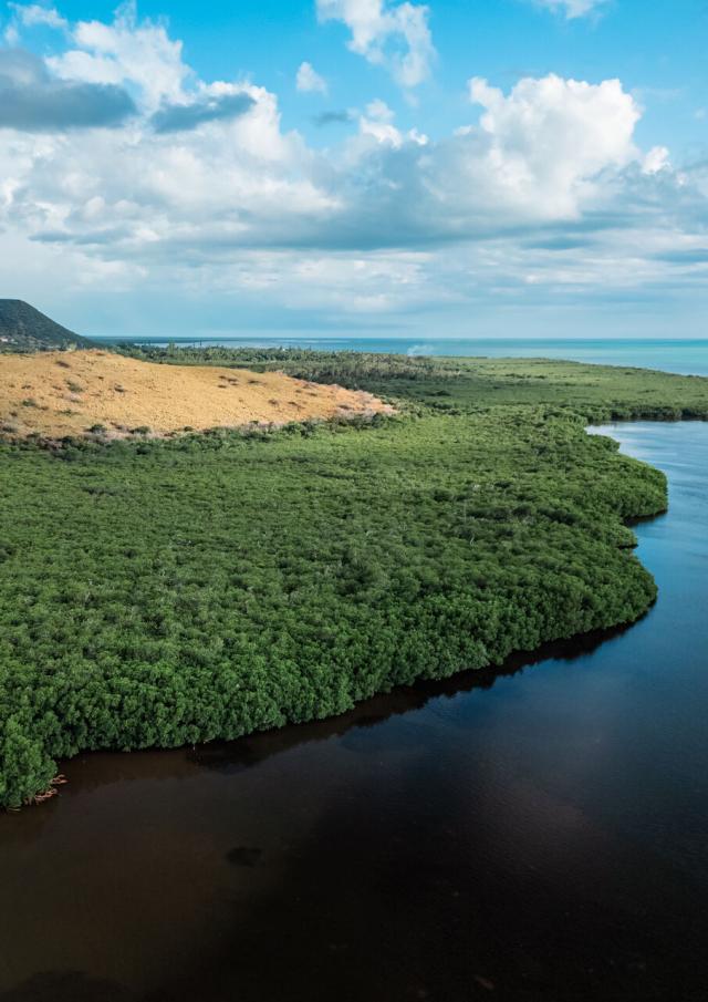 La mangrove d'Oundjo à Voh