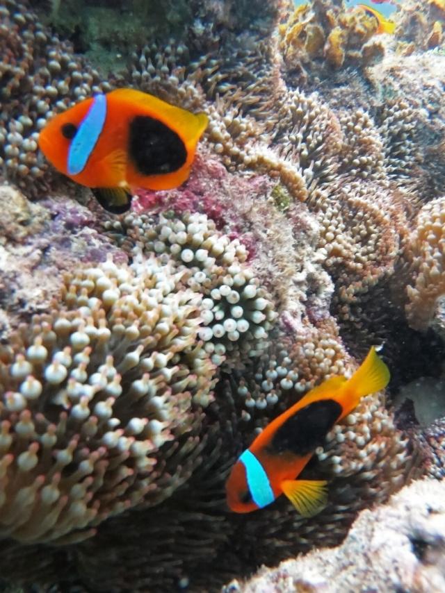 Clown fish in the lagoon of New Caledonia