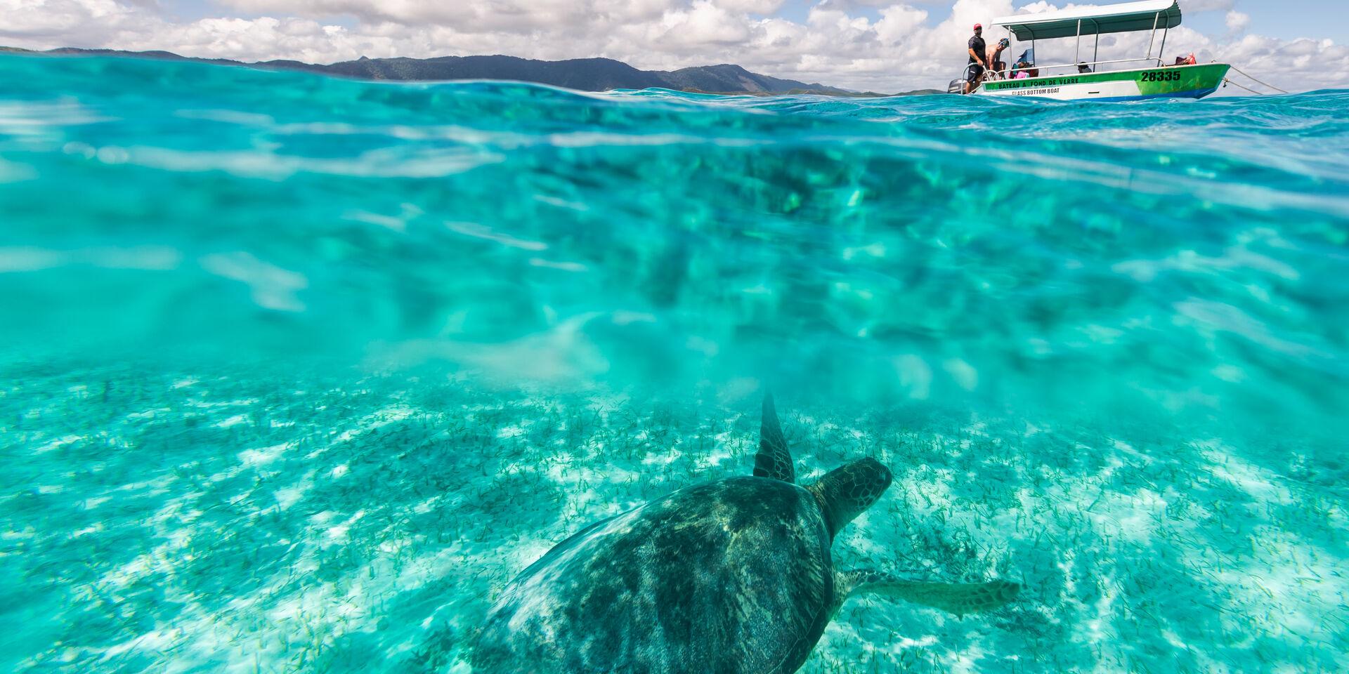 Observation des tortues en Nouvelle-Calédonie