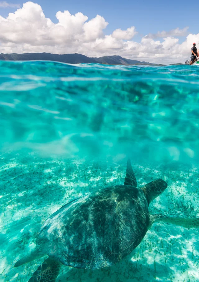 Observation des tortues en Nouvelle-Calédonie