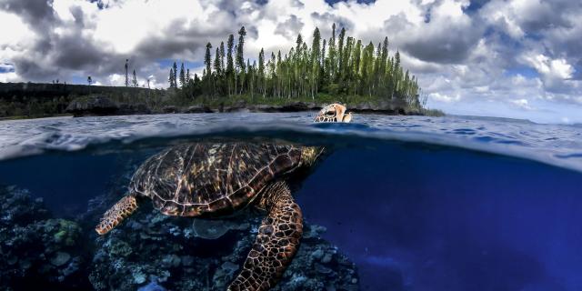 Turtle in the islands of New Caledonia