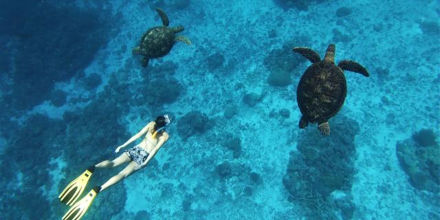 Swimming with turtles, New Caledonia