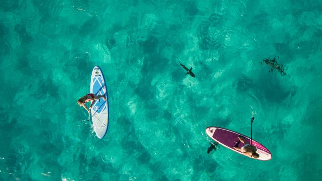 Observer les requins du lagon de Nouvelle-Calédonie