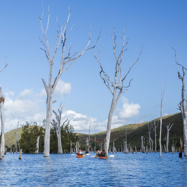 Pagayer en kayak sur la forêt noyée du Parc de la Rivière Bleue
