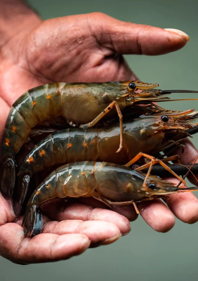 Pêche à la crevette sur la côte Ouest