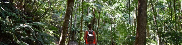 A walk in the Great Ferns Park