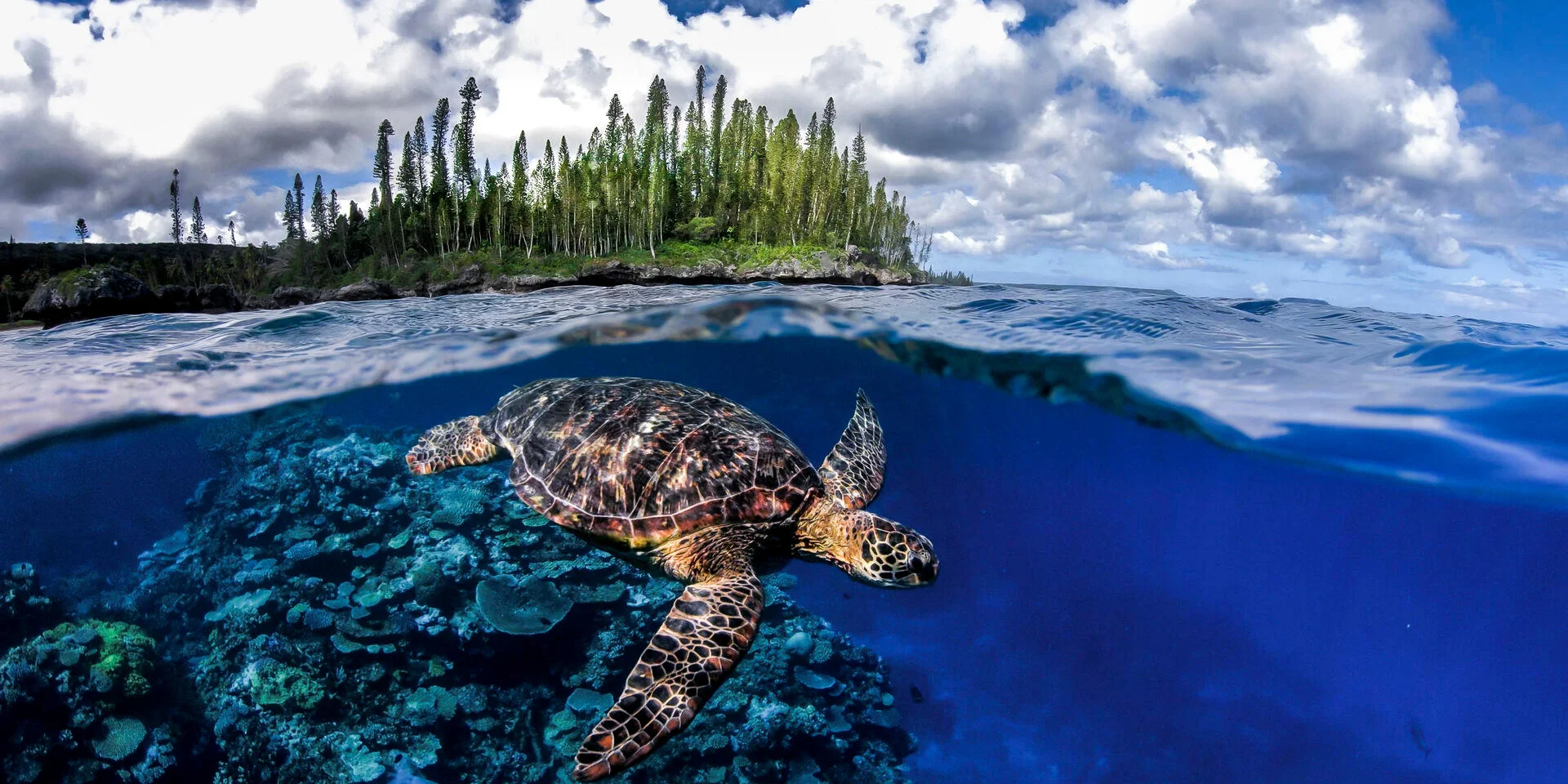 Tortue dans les îles de Nouvelle-Calédonie