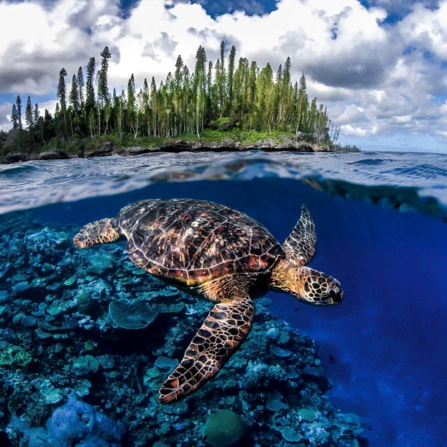 Turtle in the islands of New Caledonia