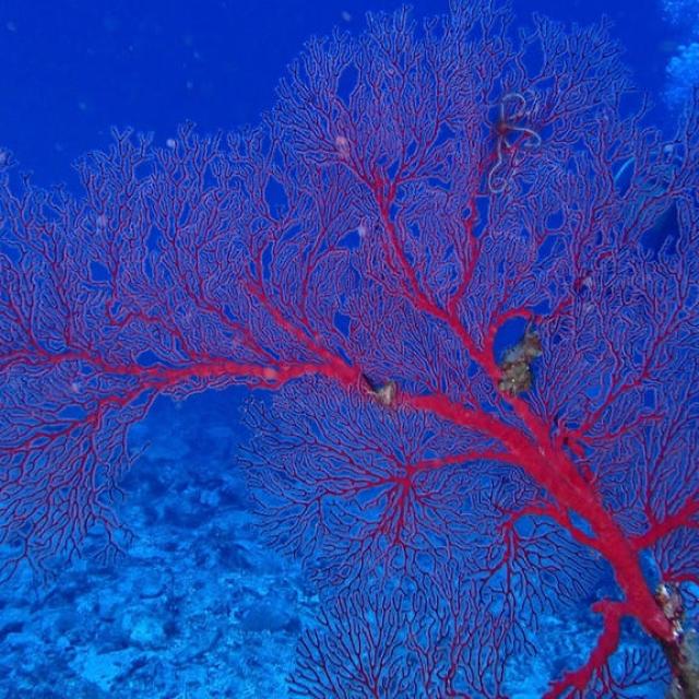 Instagram #newcaledonia