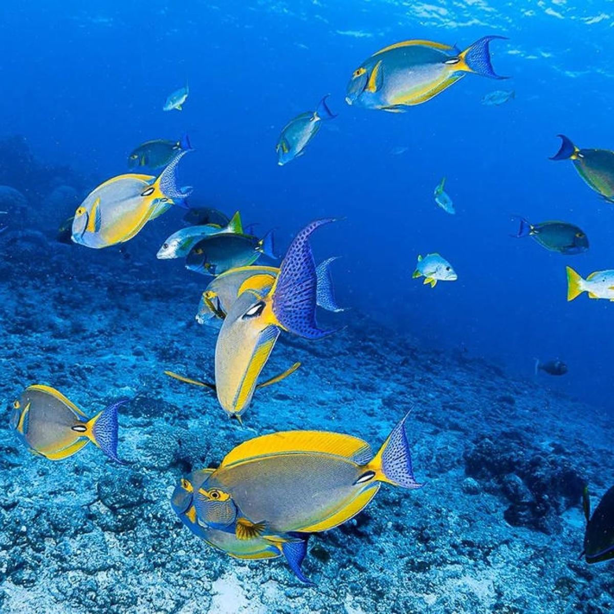 Snorkelling In New Caledonia’s Stunning Lagoon | New Caledonia