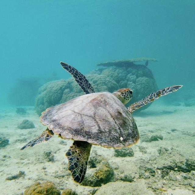 Instagram #newcaledonia