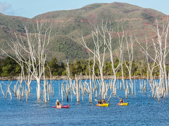 Kayak sur la forêt noyée du Parc Provincial de la Rivière Bleue