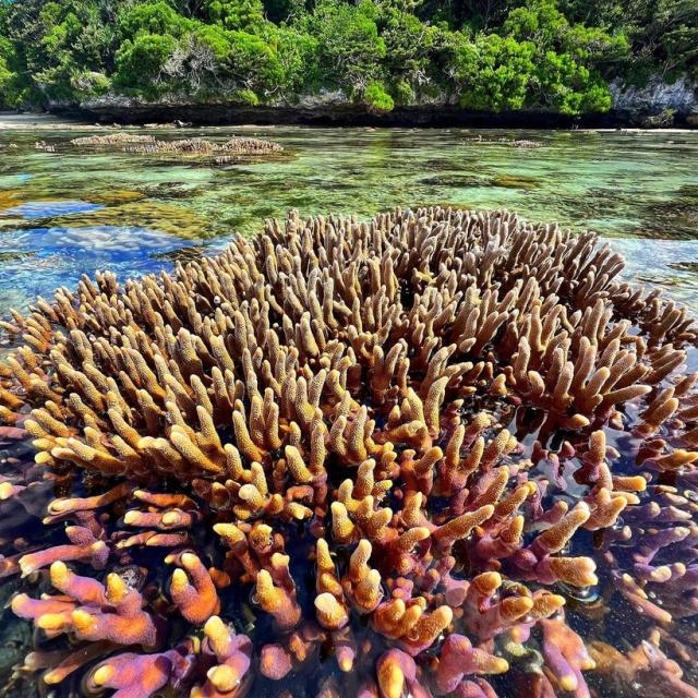 Instagram #lifou