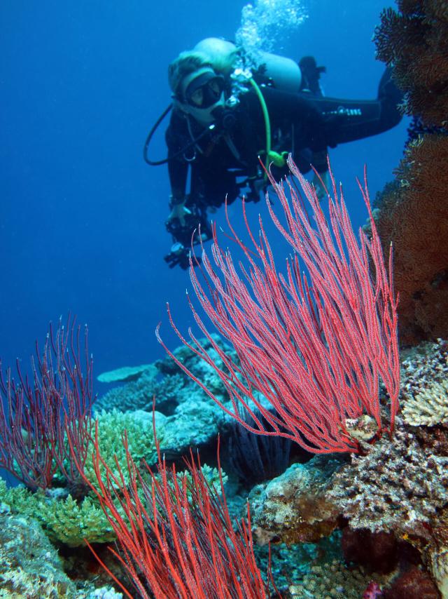 Scuba diving in the Isle of Pines