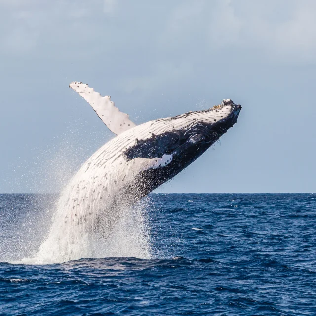 Whale Arnaud Elissalde