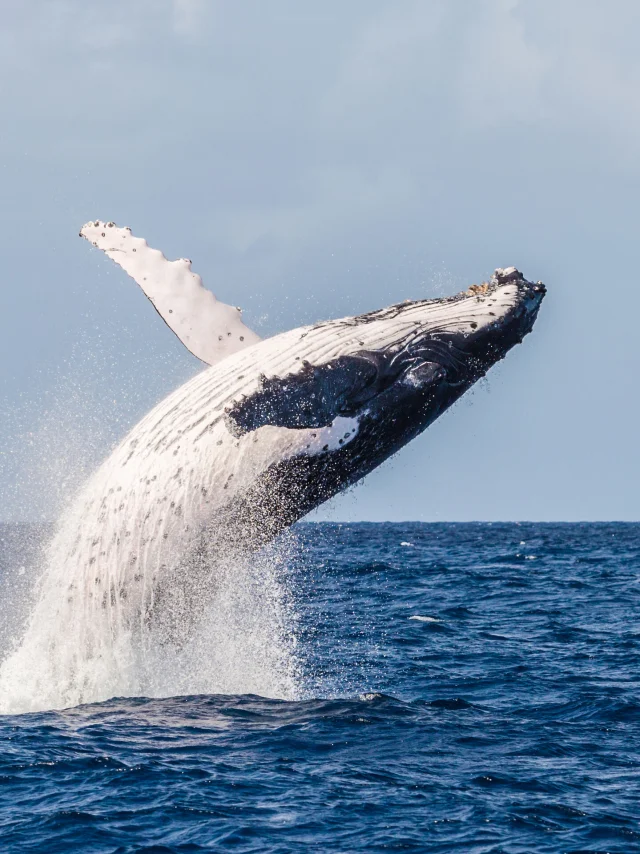 Observation des baleines en Nouvelle-Calédonie