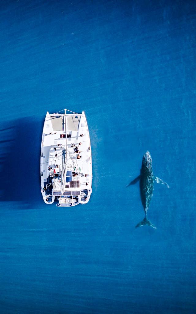 Observation des baleines en Nouvelle-Calédonie