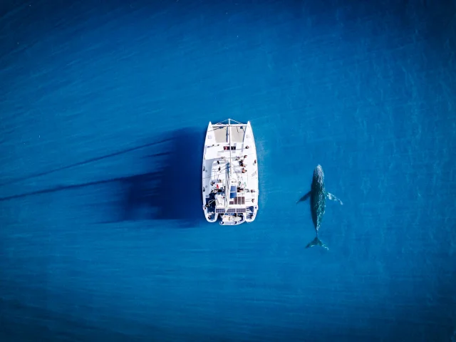 Observation des baleines en Nouvelle-Calédonie