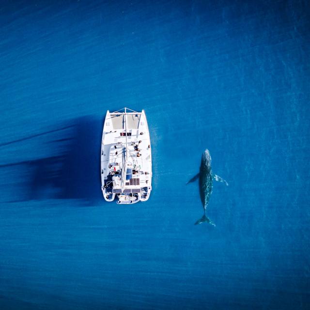 Observation des baleines en Nouvelle-Calédonie