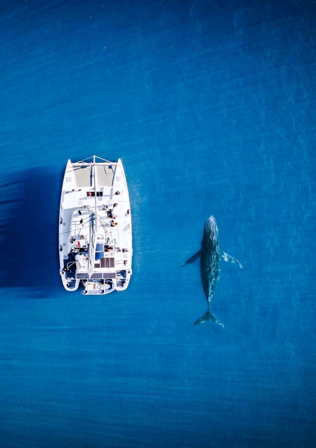 Observation des baleines en Nouvelle-Calédonie