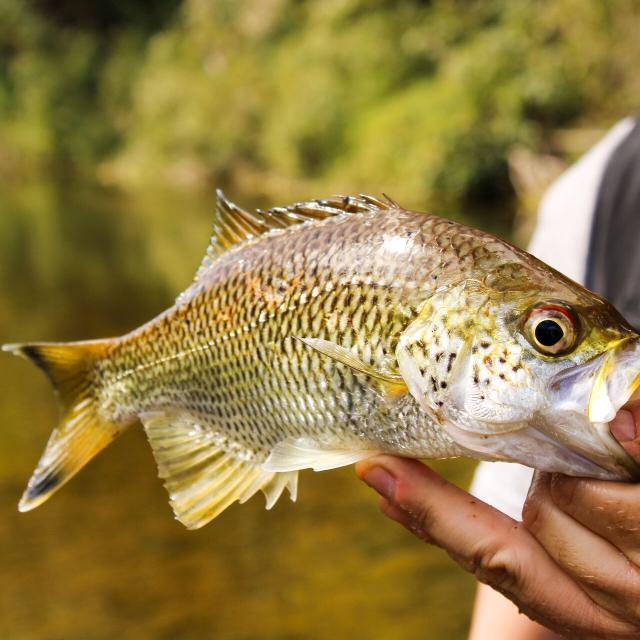 Pêche à la mouche en rivière