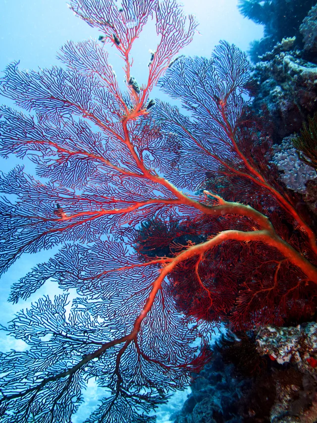 Corail en plongée en Nouvelle-Calédonie