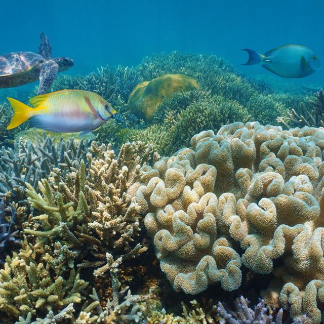 Admirer les coraux de Nouvelle-Calédonie en snorkeling