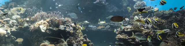 Aquarium des Lagons, Nouméa