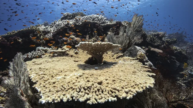 Coraux et biodiversité de Lifou