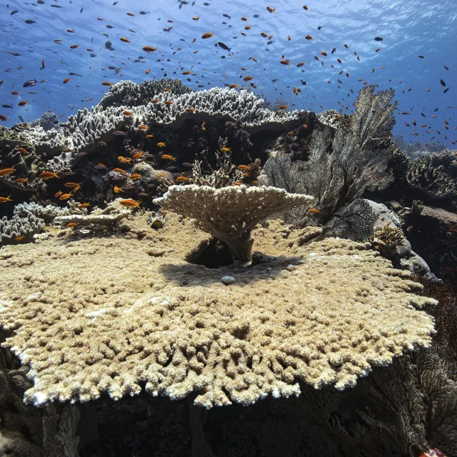 Dive around the corals and multicolored fish of Lifou