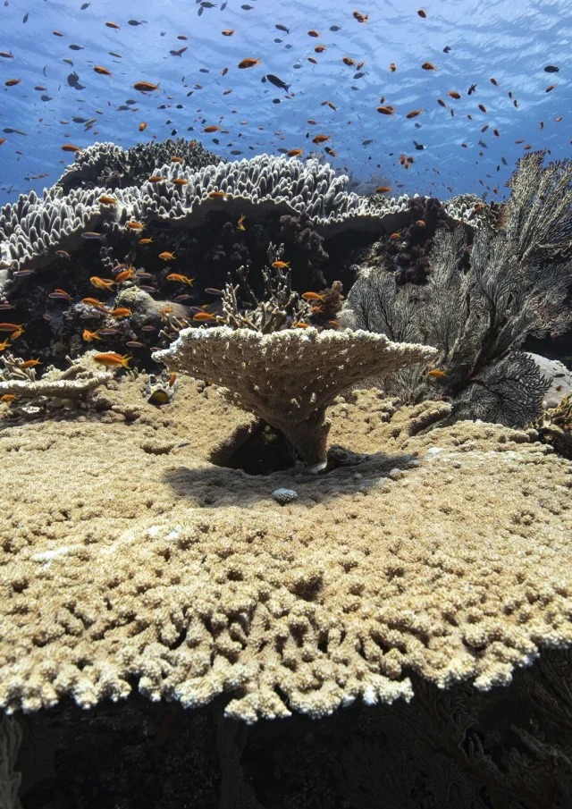 Dive around the corals and multicolored fish of Lifou