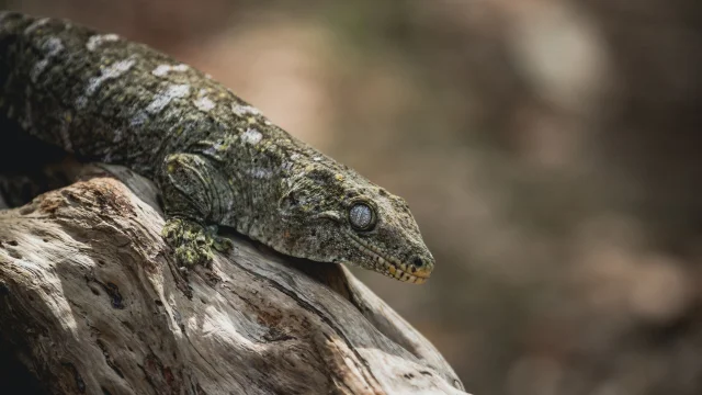 Gecko géant de Nouvelle-Calédonie