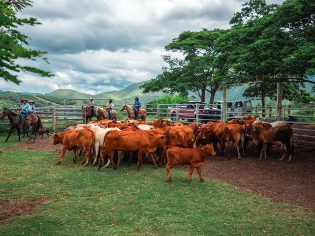 Ranch de Nekoro à Poya, Nouvelle-Calédonie