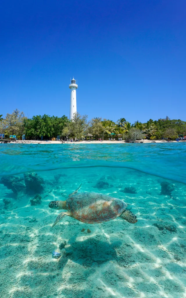 Tortue à l'îlot Amédée, Nouméa