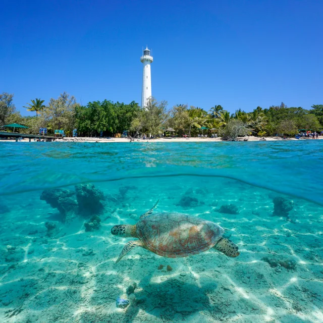 Tortue à l'îlot Amédée, Nouméa