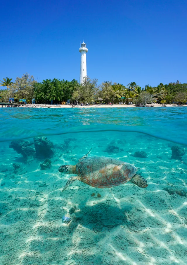 Tortue à l'îlot Amédée, Nouméa