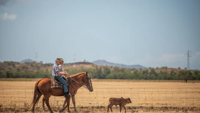 Cowboy Cation New Caledonia - Vacations & Travel