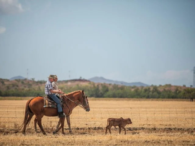 Les Cow-boys du Pacifique dans la Brousse calédonienne