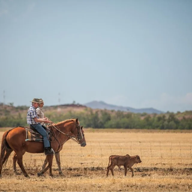 Cowboy Cation New Caledonia - Vacations & Travel
