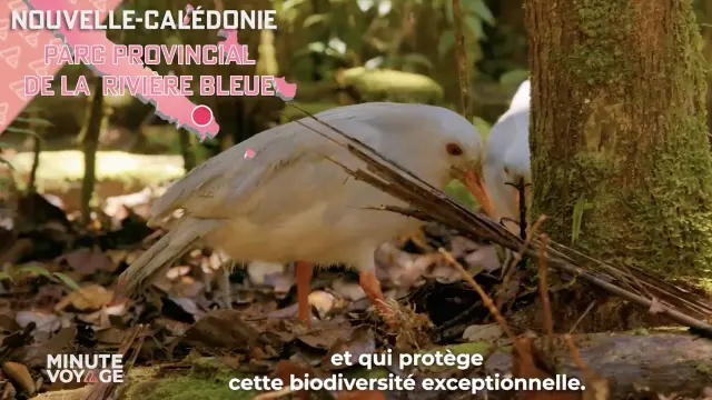 Teaser Minute Voyage sur les chaînes du groupe M6