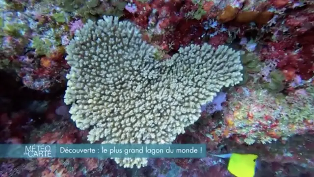 Découverte : Nouvelle-Calédonie, le plus grand lagon du monde dans Météo à la carte sur France 3
