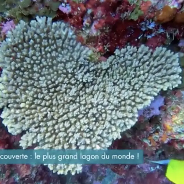 Découverte : Nouvelle-Calédonie, le plus grand lagon du monde dans Météo à la carte sur France 3