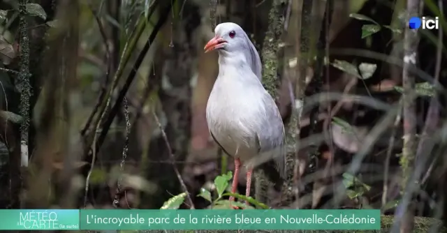 La parc de la Riviere Bleue abrite une vaste population de cagous