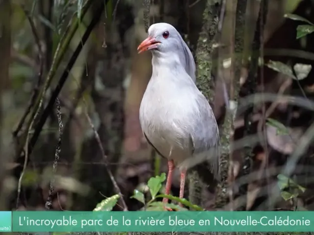 La parc de la Riviere Bleue abrite une vaste population de cagous
